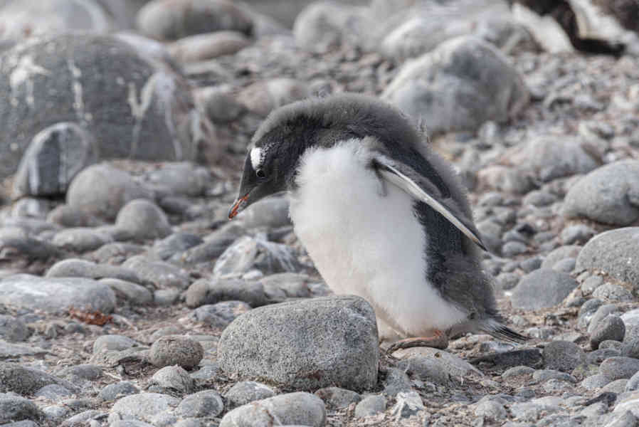 Pingüino Papua o Gentoo cría - isla Robert - islas Shetland del Sur 06.jpg
